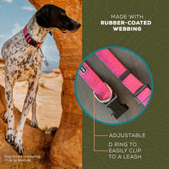 Person measuring dog's neck for proper fit