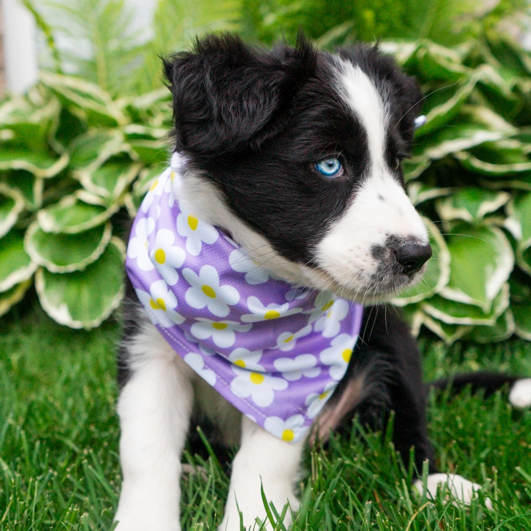 Wilderdog Daisy bandana lightweight quick-dry fabric for outdoor use.