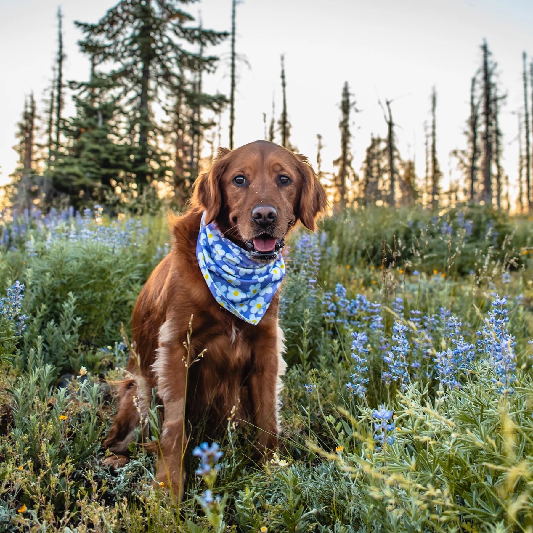 Wilderdog Daisy bandana warranty seal signaling lifetime coverage.