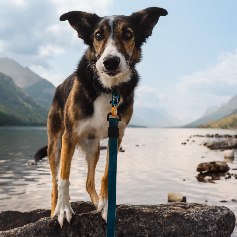Wilderdog dirt-repellent leash keeps pace on muddy outings.