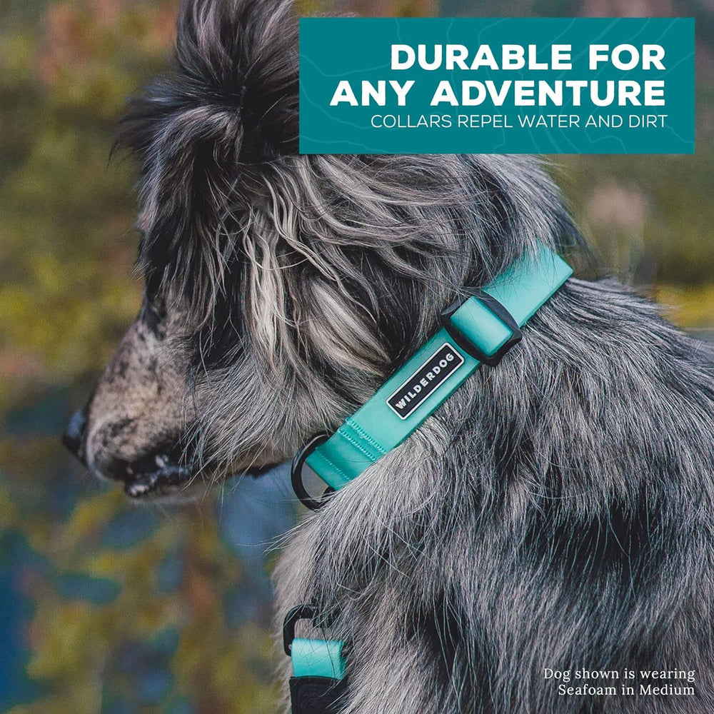Dog wearing Wilderdog collar on a rugged trail.