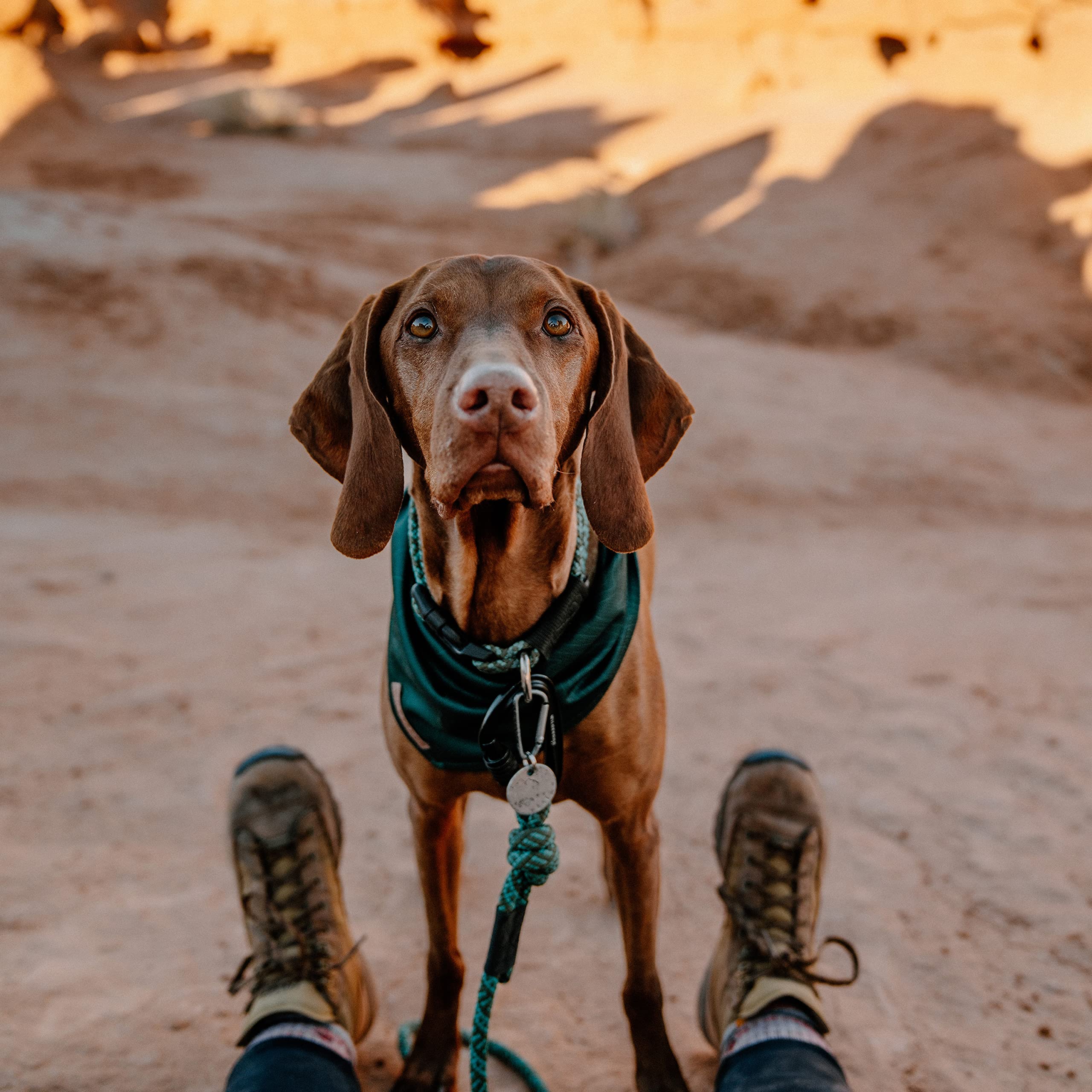 Wilderdog Evergreen bandana worn by dog during outdoor adventures.