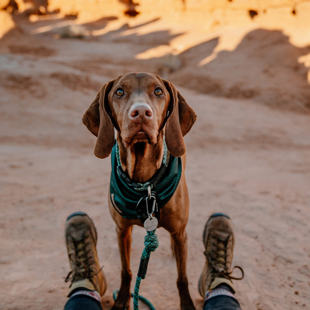 Wilderdog Evergreen bandana worn by dog during outdoor adventures.