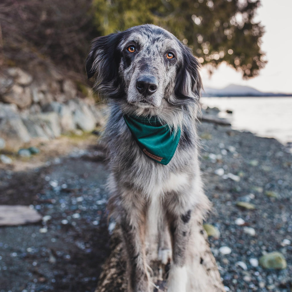 Wilderdog Evergreen bandana with durable stitching for long-lasting use.