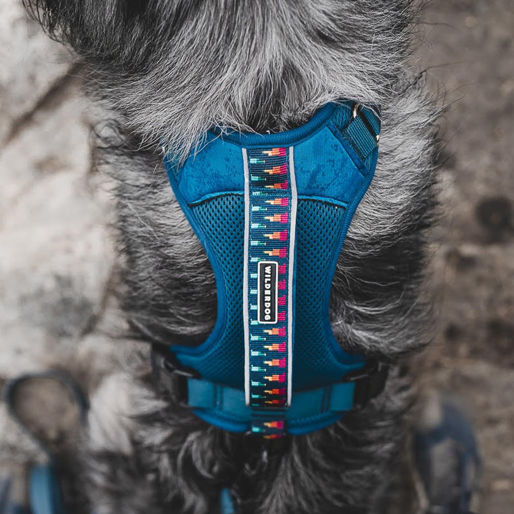 Wilderdog harness with chest and back D-rings for versatility
