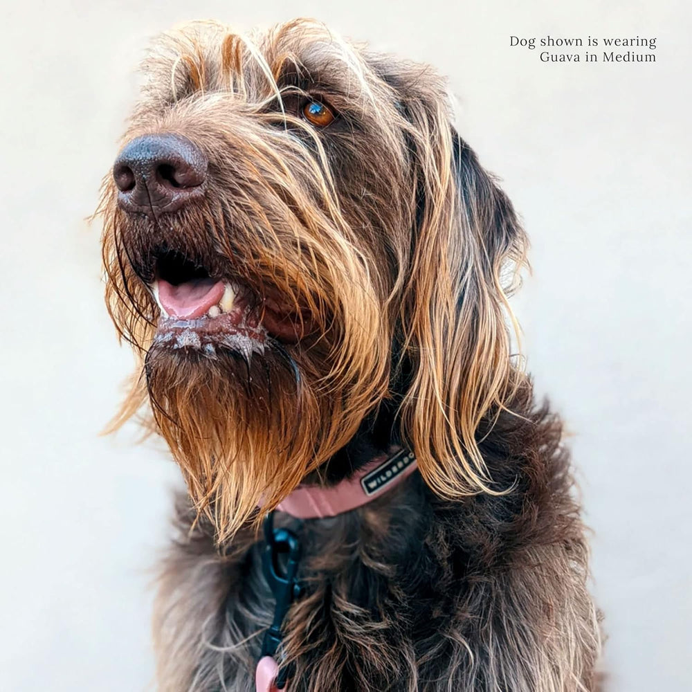 Wilderdog large collar fit guide helps find the right size