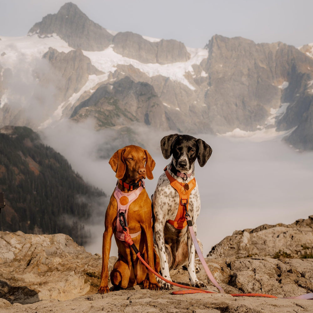 Wilderdog harness with side chest buckles close-up highlights adjustable fit and security.