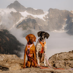 Wilderdog harness with side chest buckles close-up highlights adjustable fit and security.