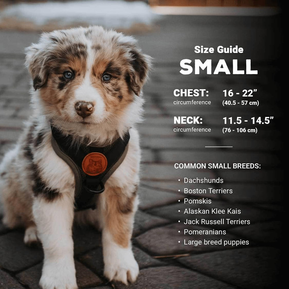Front chest attachment on Wilderdog harness enabling versatile leash use and visibility.