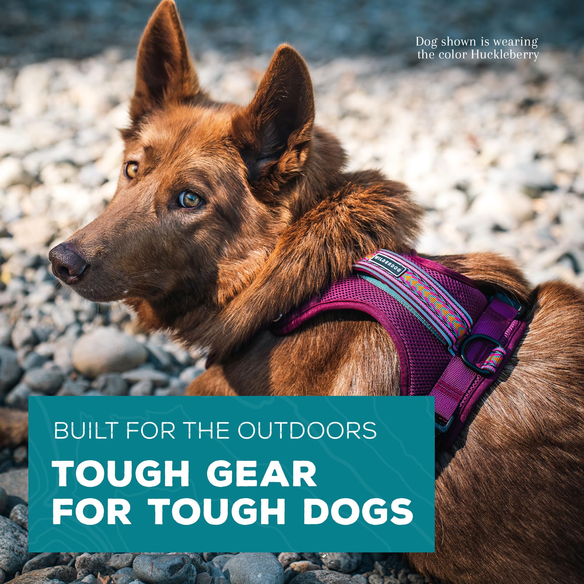 Wilderdog Huckleberry lightweight harness side view showing adjustable neck strap for a snug fit
