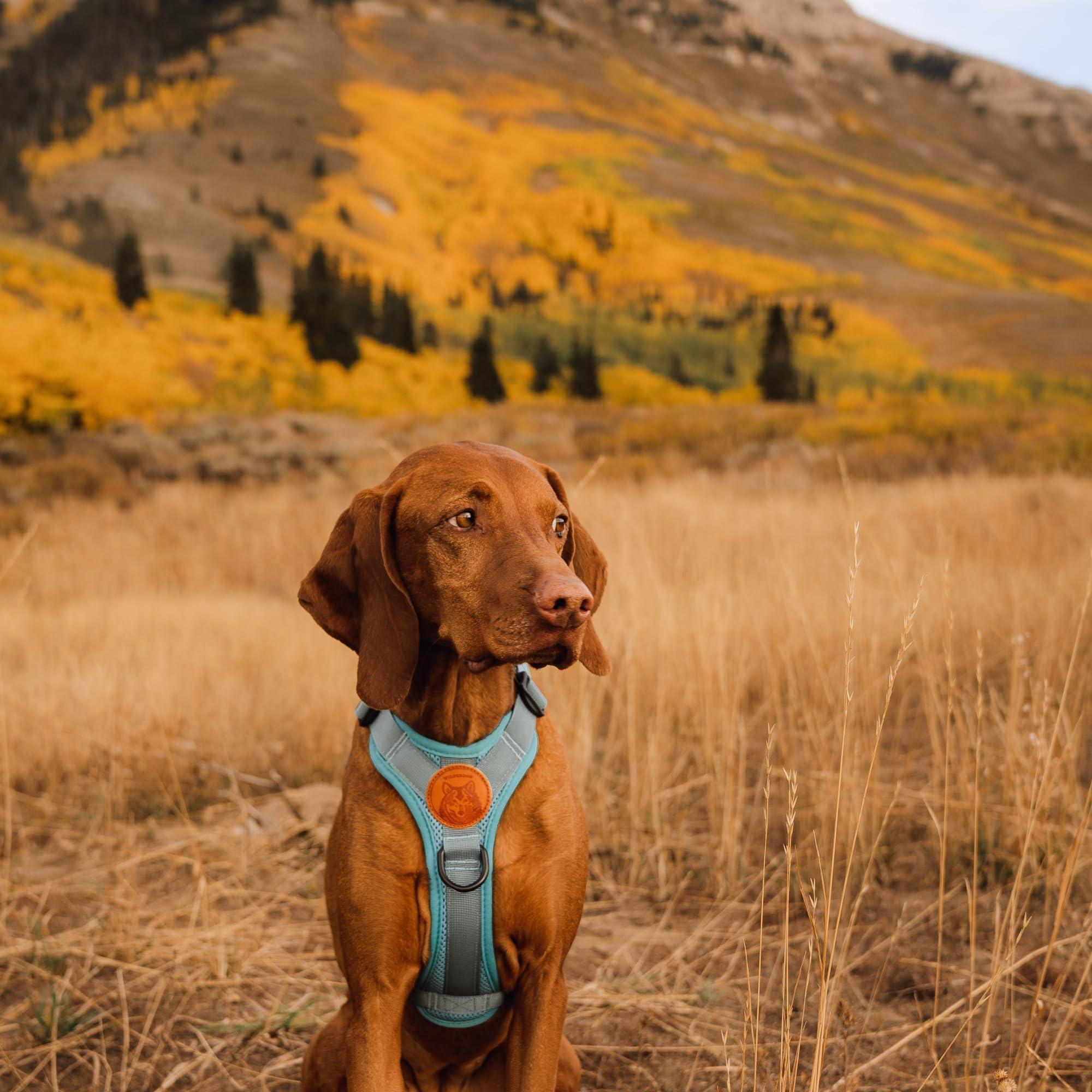 Wilderdog lightweight harness seafoam back view with reflective straps