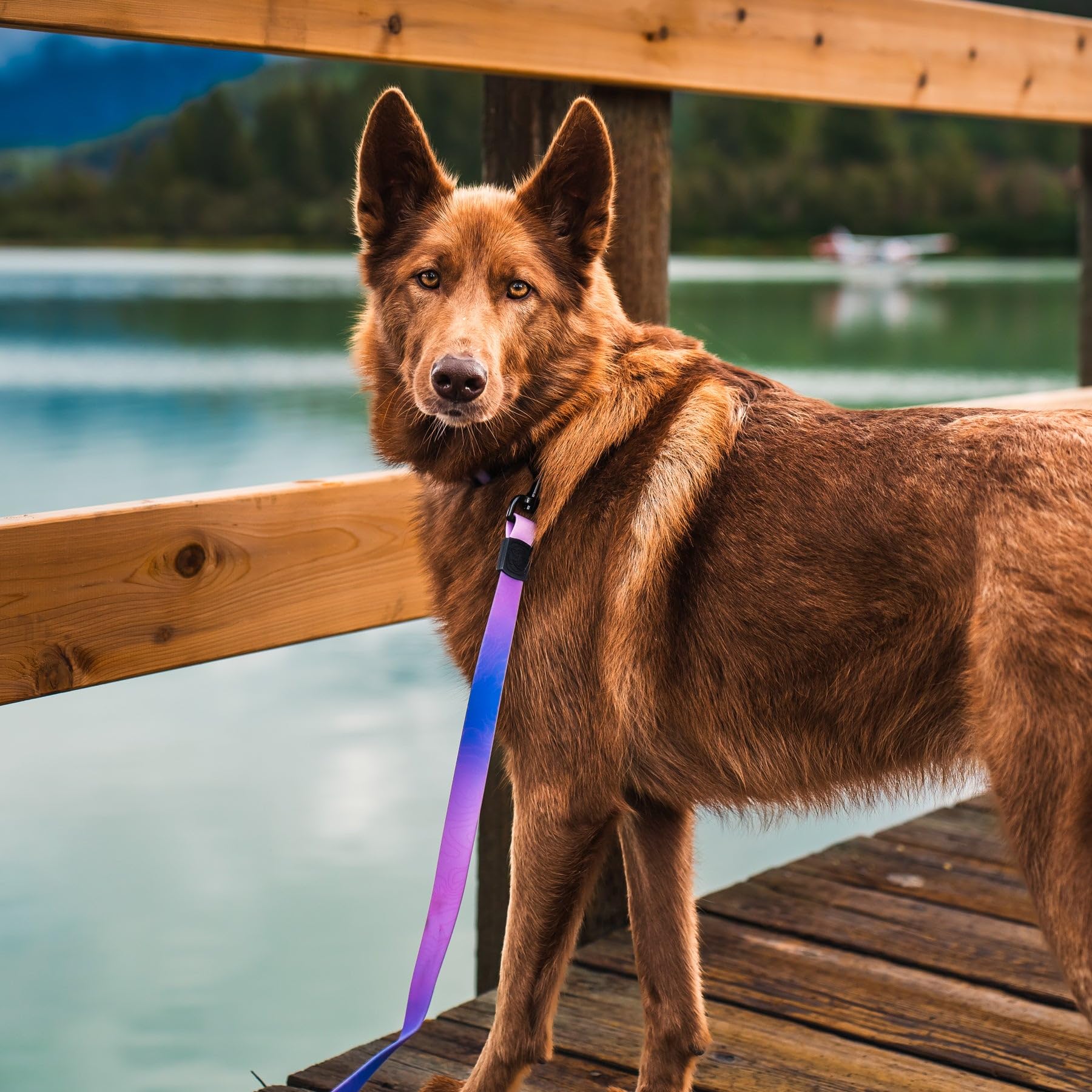 Wilderdog outdoor dog gear set for camping and hiking adventures.