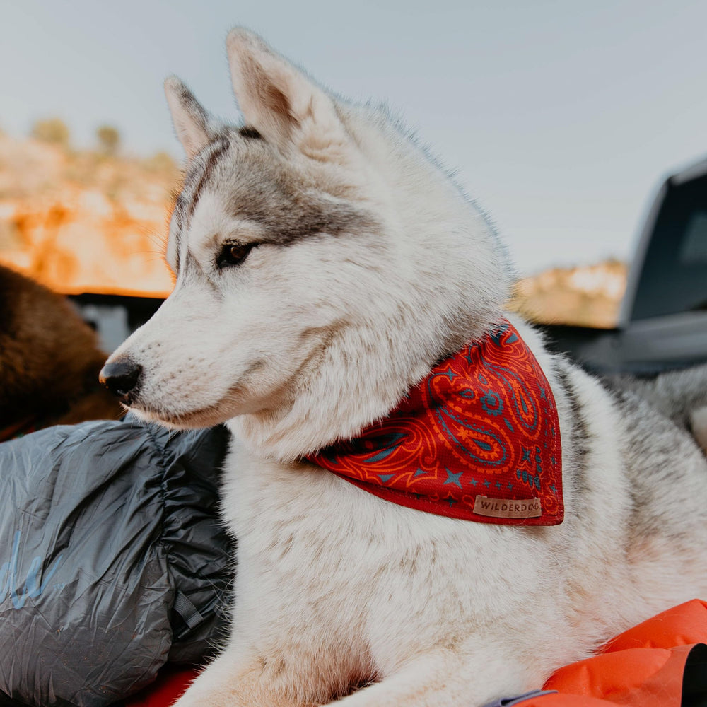 Wilderdog Rodeo bandana on dog during outdoor play, quick-dry.