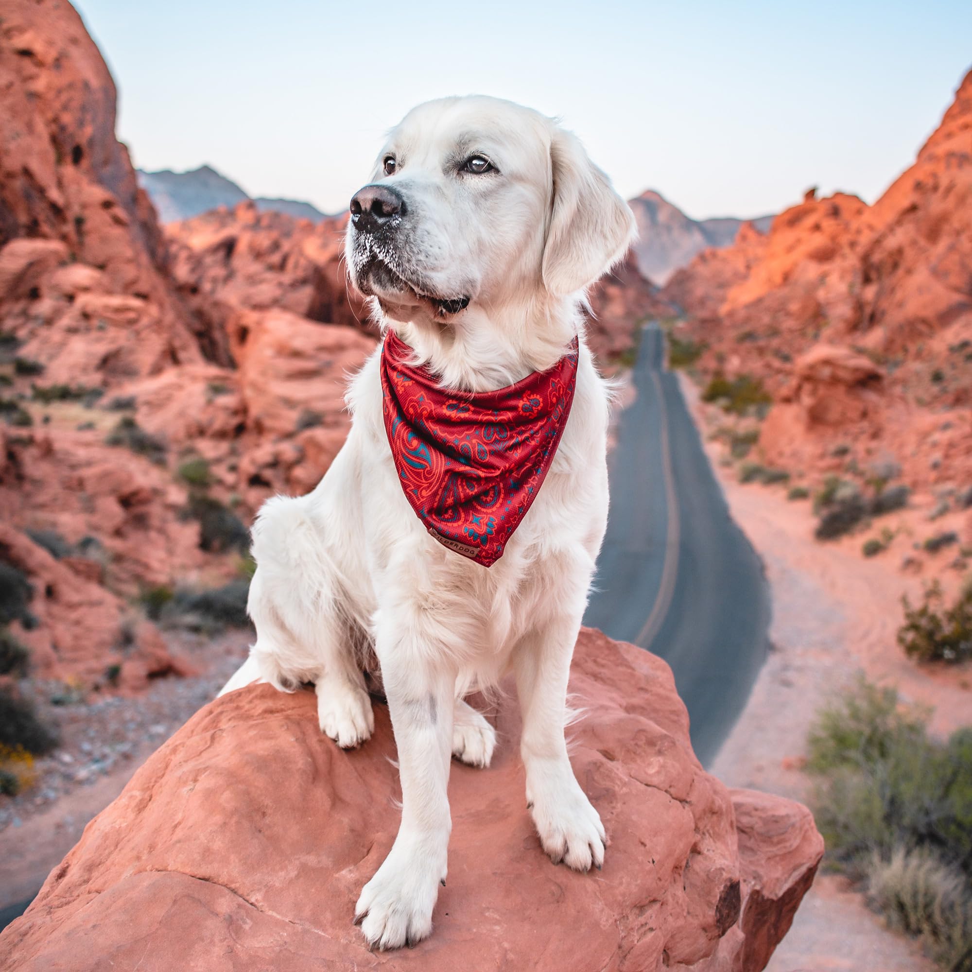 Wilderdog Rodeo bandana after washing, durable quick-drying fabric.