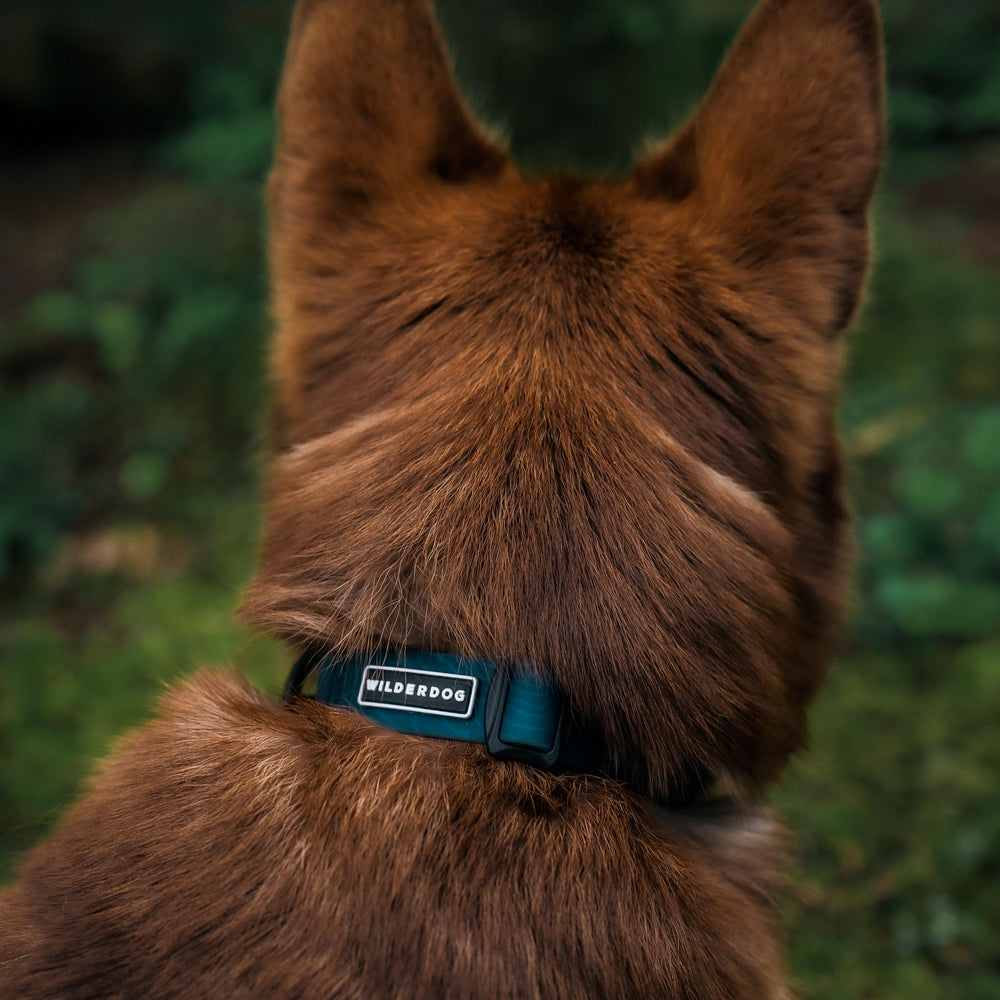 Wilderdog waterproof collar in rainy conditions with Pacific Blue color