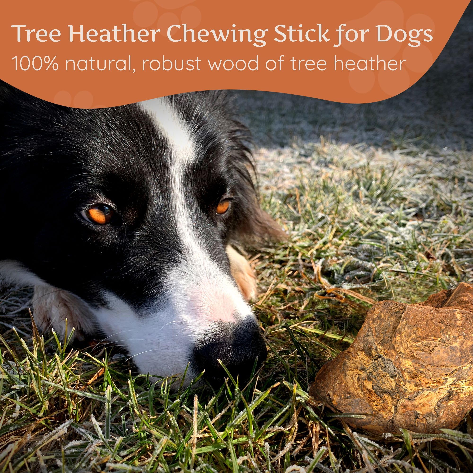 Eco-friendly natural wood chew from Wildfang Briar Wood