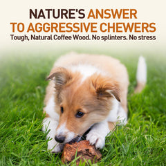 Puppy teething with Wildfang Briar Wood Chewing Root