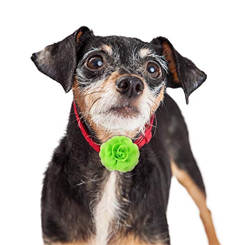 Willbond dog-cat-small-animals collars flowers ready for casual or party looks.
