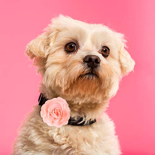 Willbond flowers for pets pack includes ample color choices for replacements.