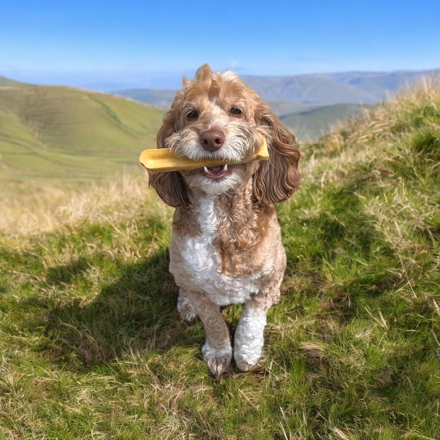 William Hunter dairy-free and gluten-free yak cheese chews suitable for sensitive stomachs.