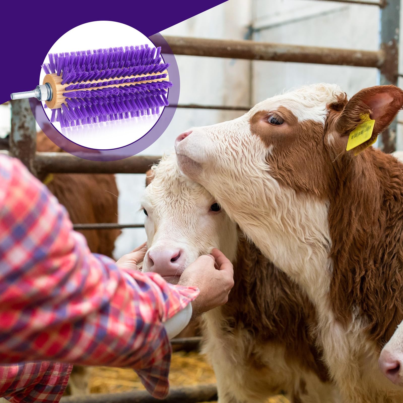 Willinglong purple livestock brush provides comfortable handling for long sessions.
