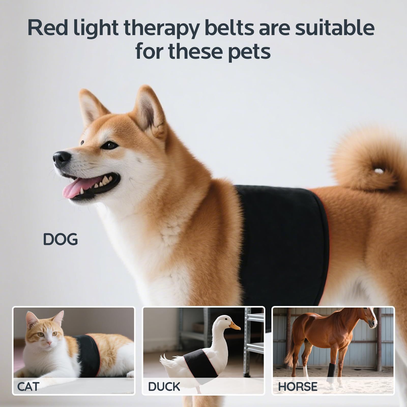 Wind in Hand therapy supports wound and skin recovery in pets