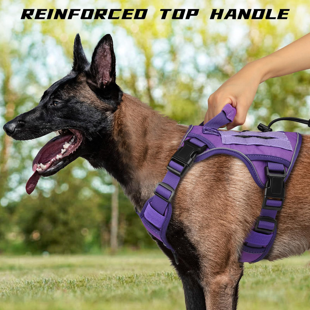 Wingoin purple harness with reflective strip for safer evening walks.
