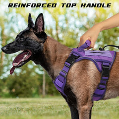 Wingoin purple harness with reflective strip for safer evening walks.