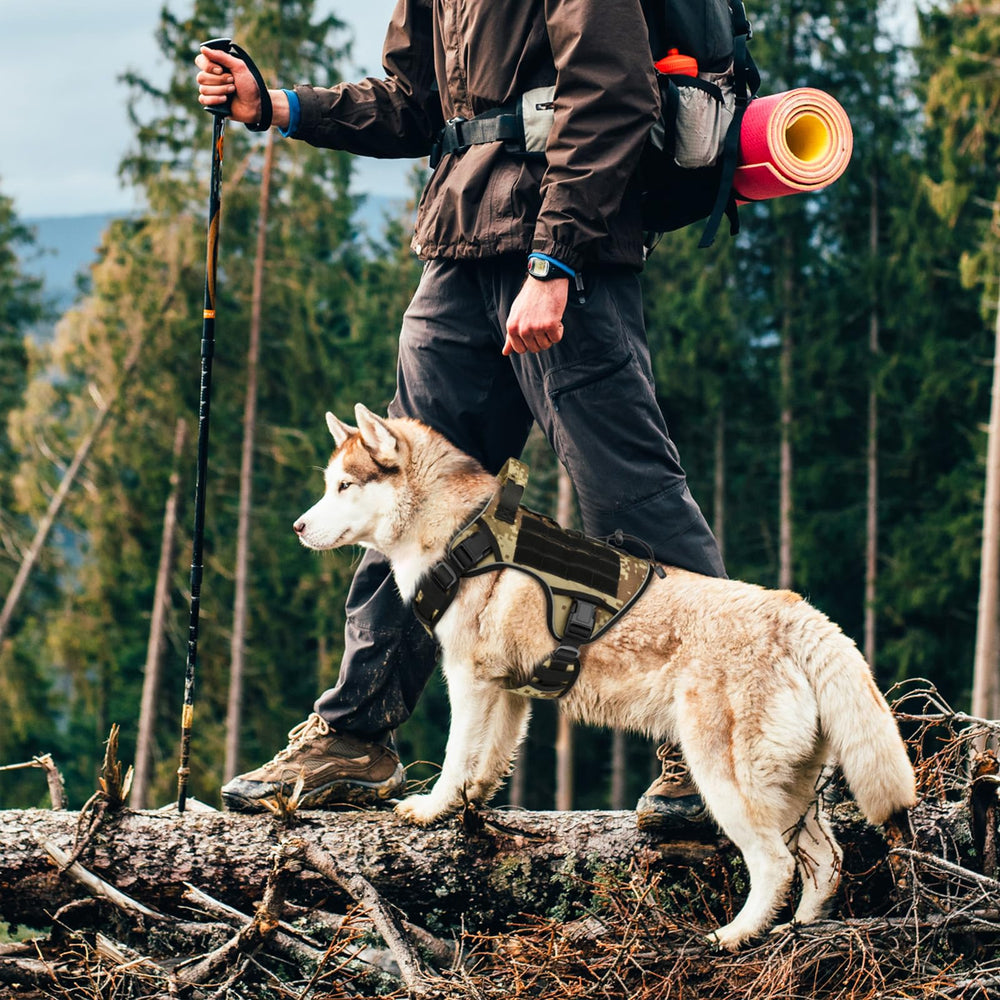 WINGOIN reflective strip for safer night walks with your dog.