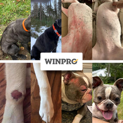 WINPRO Allergy Chews texture close-up reveals a soft, dog-friendly chew