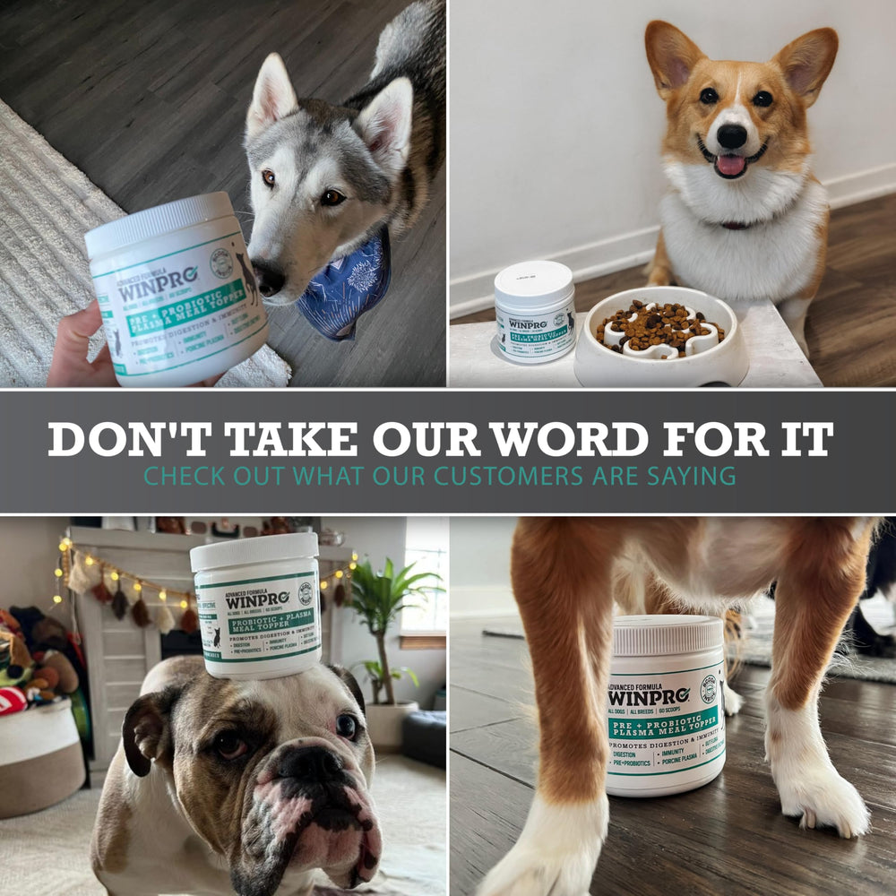 WINPRO Dog Probiotic Powder being sprinkled over food demonstrates easy adoption into routines.