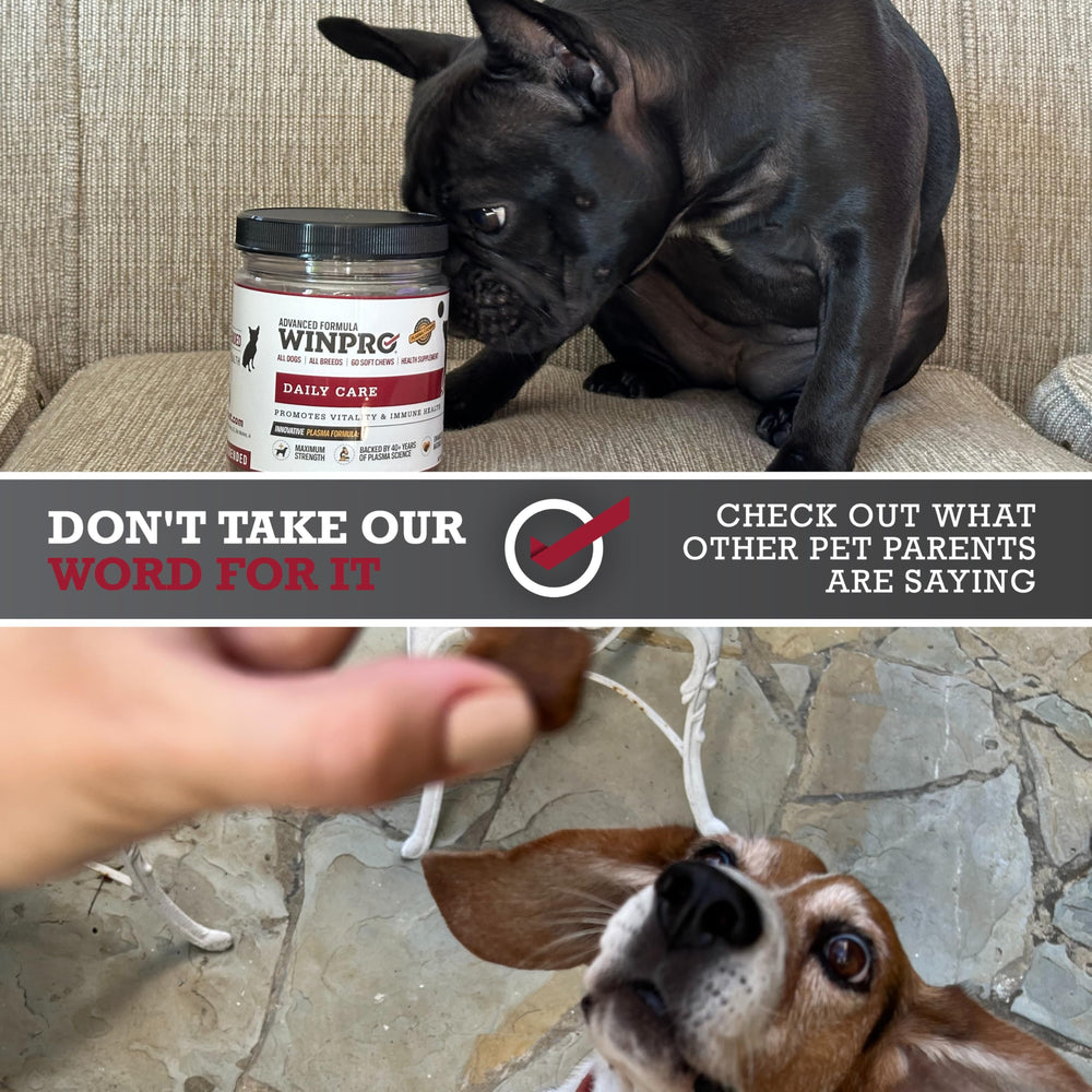 WINPRO Daily Care Chews shown as a tasty daily treat for active dogs