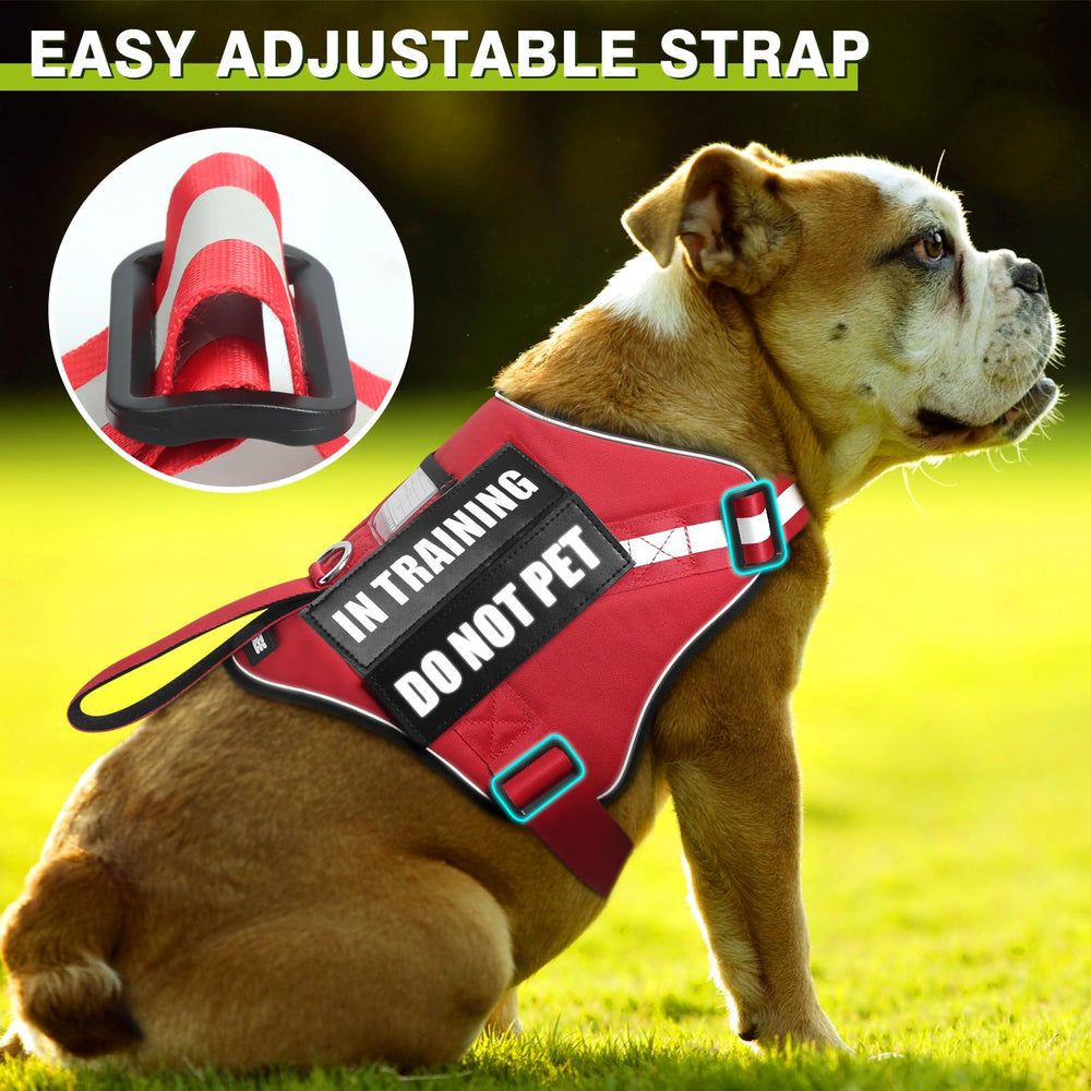 Reflective vest improves visibility during dawn or dusk outings.
