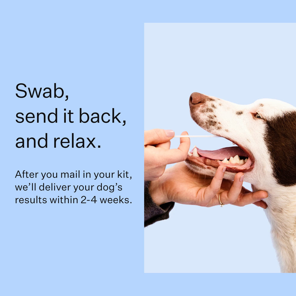 Wisdom Panel MDR1 test highlights potential medication sensitivities.