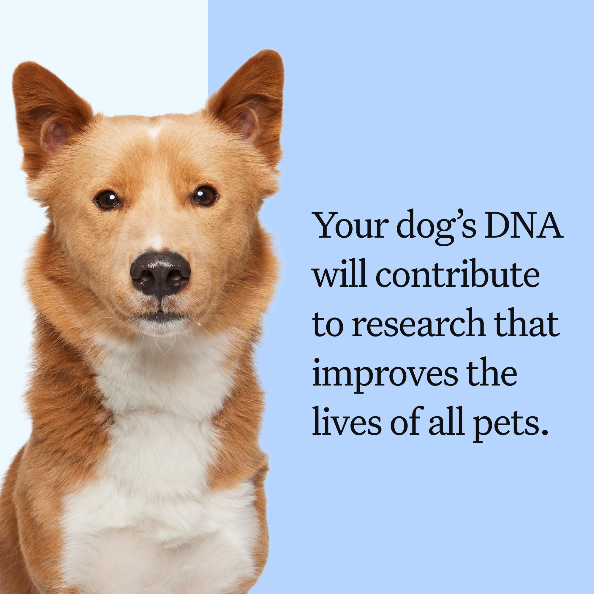 Wisdom Panel relative matches in the global breed database.