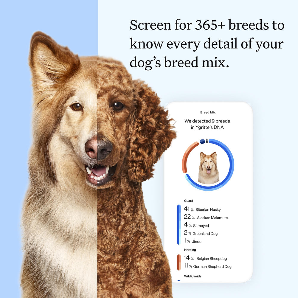 Wisdom Panel Essential swab process showing simple at home collection