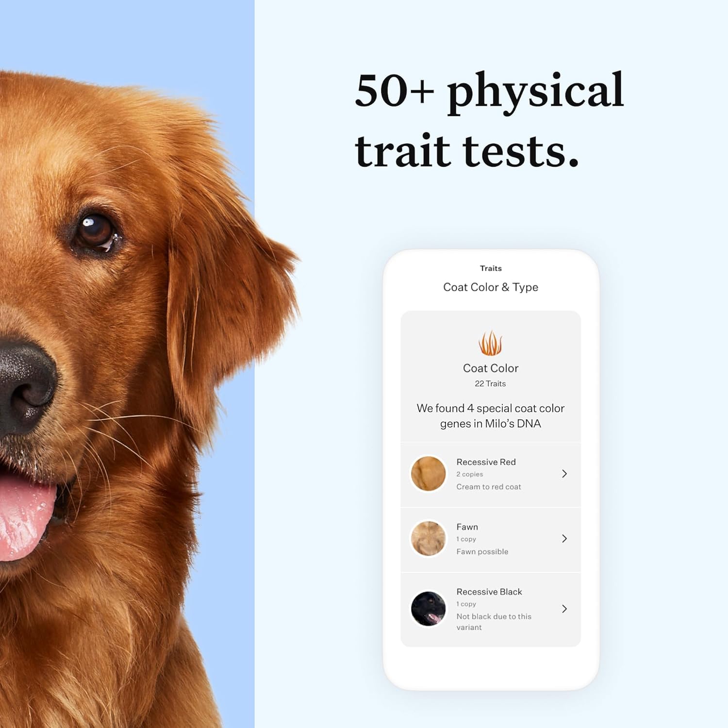 Wisdom Panel Essential traits image reveals 51 traits and behavioral tendencies.