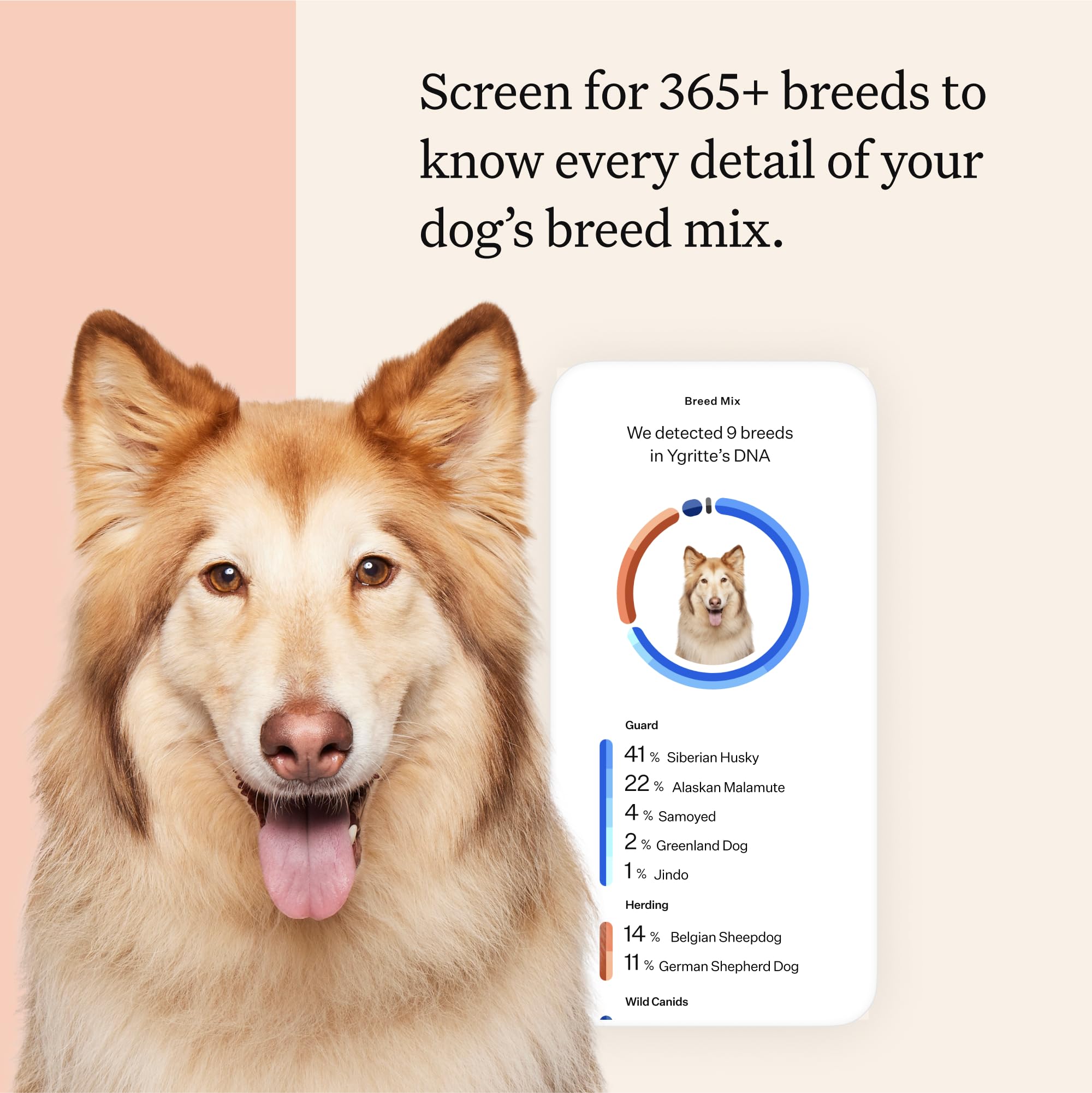 Wisdom Panel breed report highlights breed mix with precise 1% confidence details.