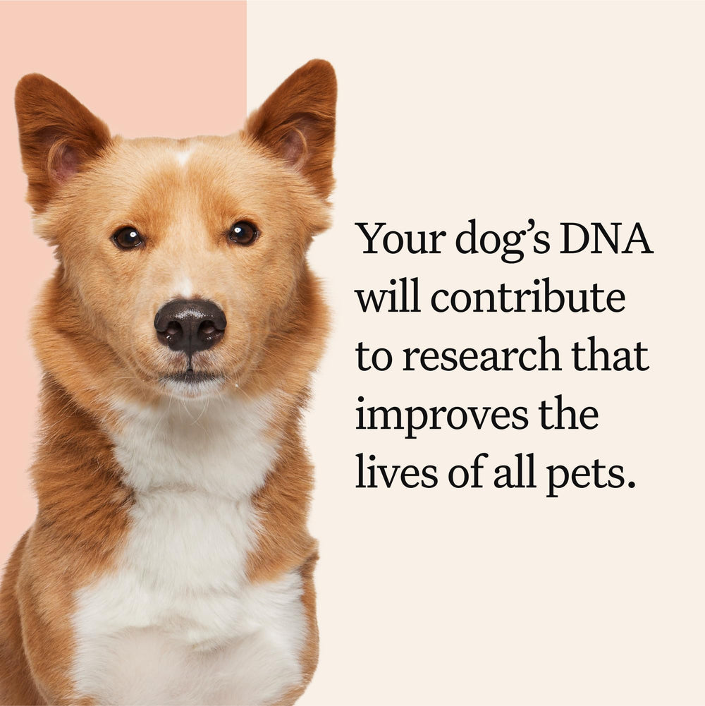 Wisdom Panel Premium results overview offers a clear, vet-friendly summary