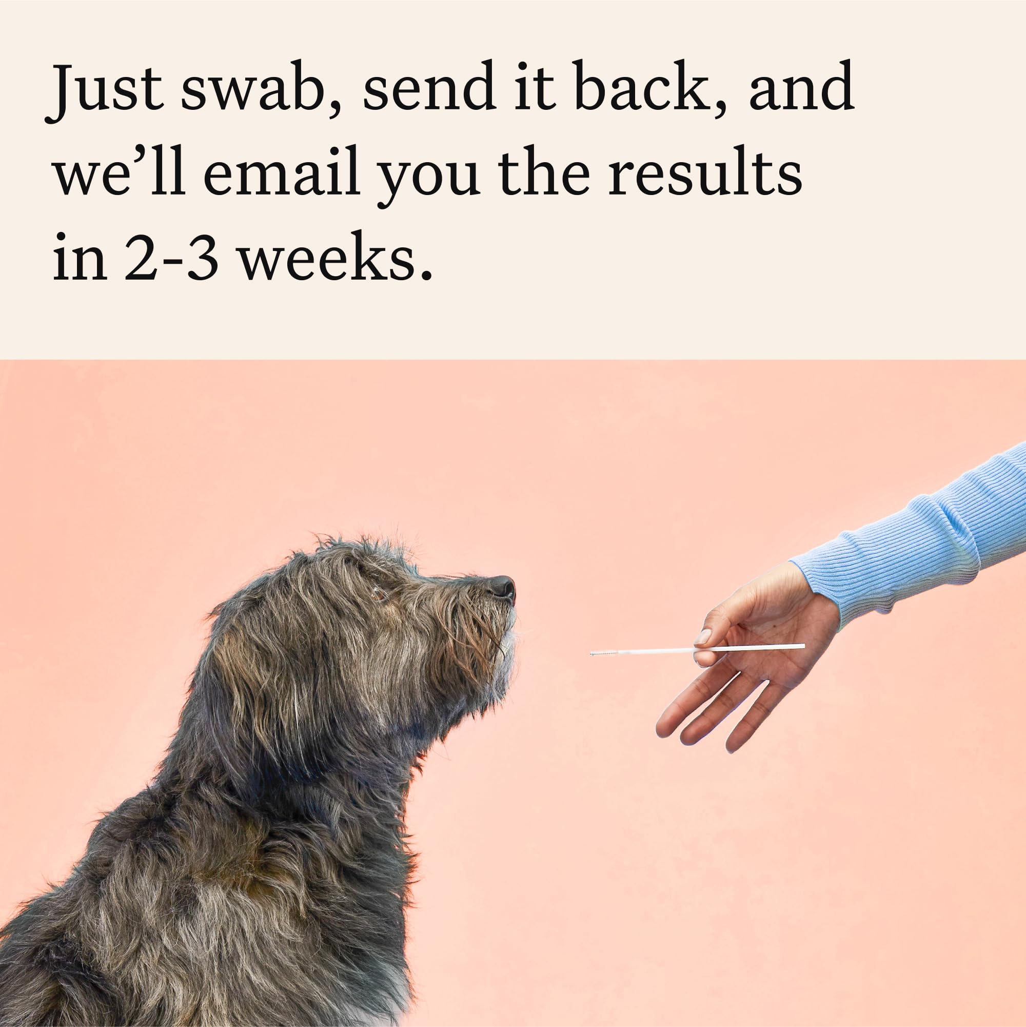 Wisdom Panel Premium traits explanation shows 51 features shaping appearance