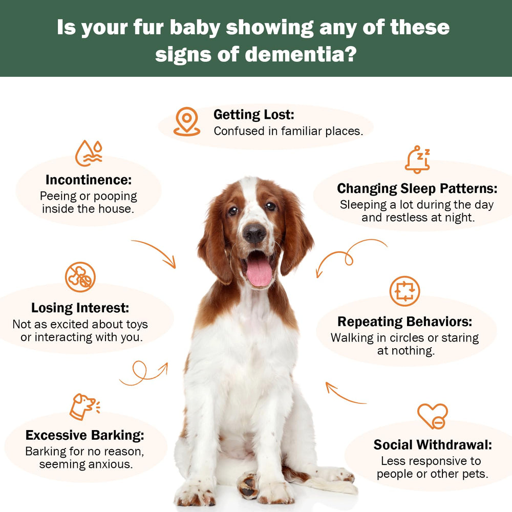WOMRICH Senior Dog Brain Health bottle pour illustrates simple, calm feeding moments
