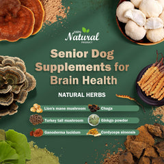 WOMRICH Senior Dog Brain Health ingredients mushrooms close-up highlights natural mental clarity support