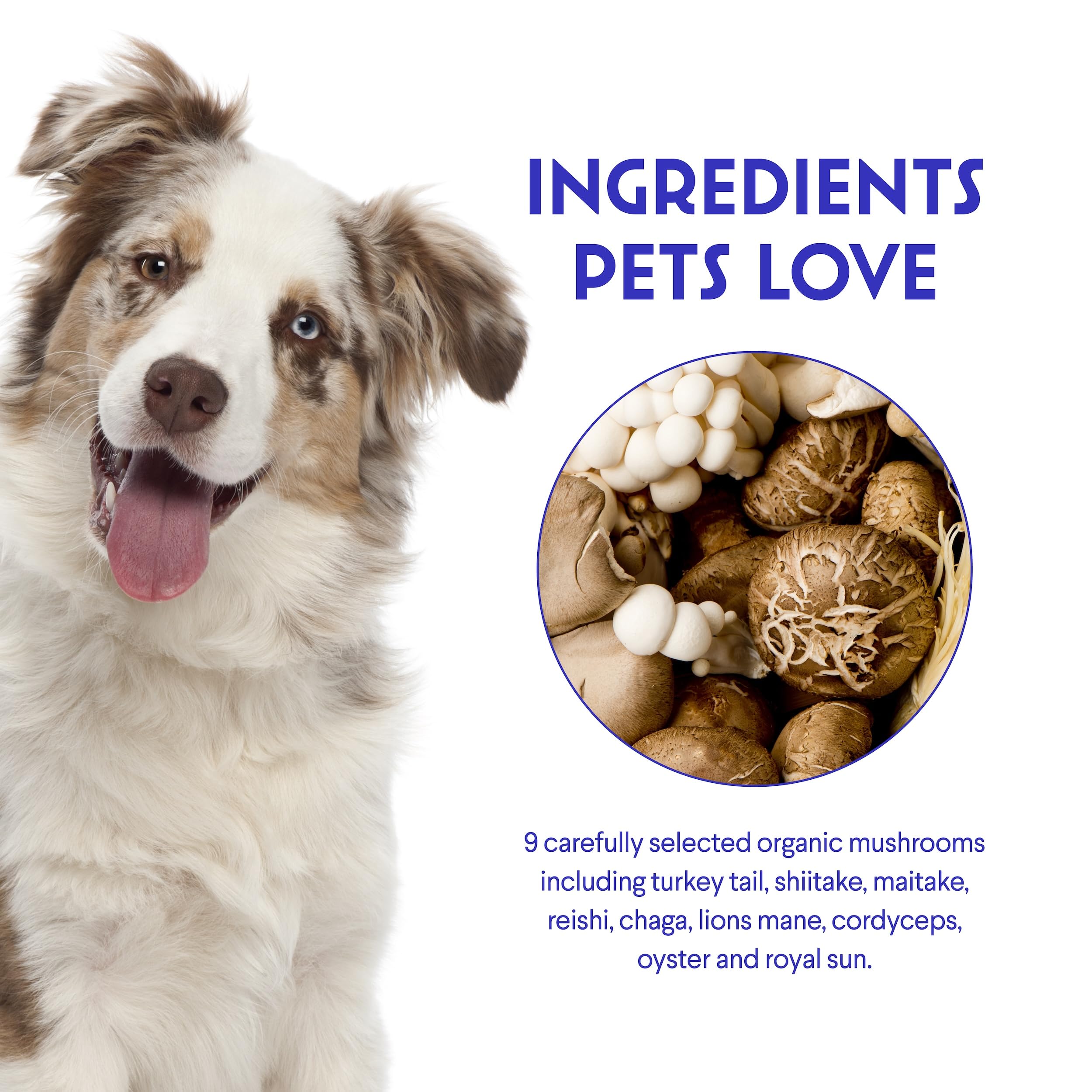 Wonder Paws reishi and lion's mane mix shown for cognitive support.
