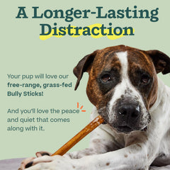 WOOF Bully Sticks provide a long-lasting chew for dogs.