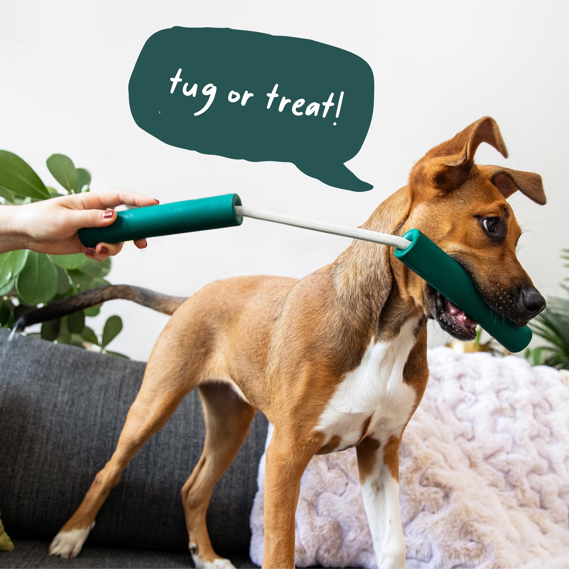Perfect for training sessions and interactive bonding.