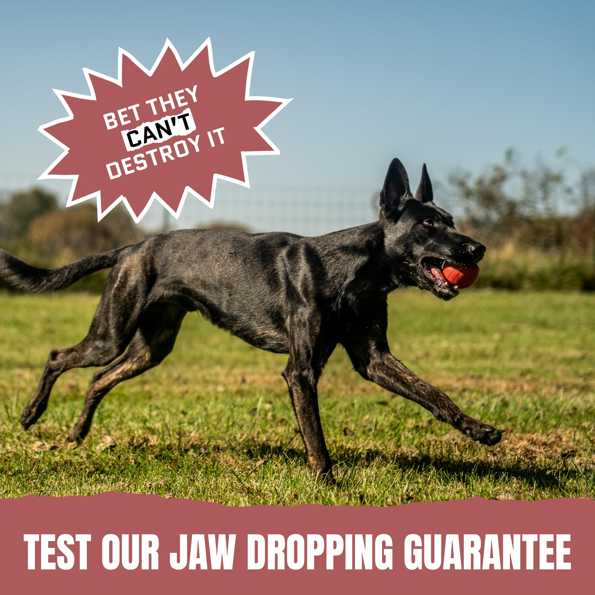 WoofBite 3-inch beef-scent ball durability test, built to last for tough chewers.