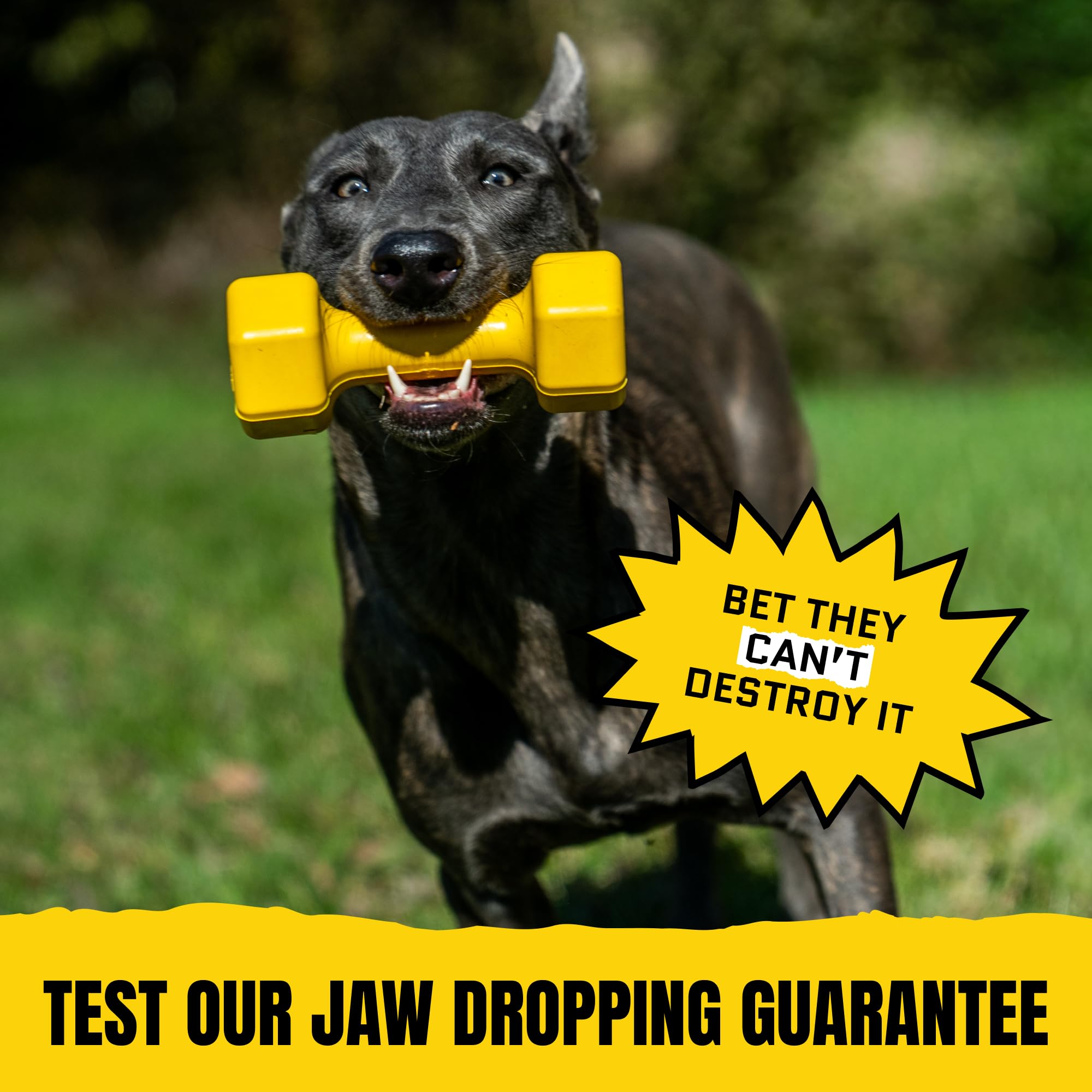 WoofBite fetch, tug, and chew action toy in use for active dogs.