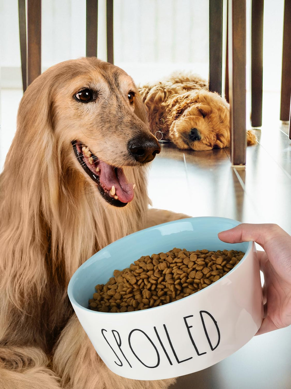 WoofinPets-food-grade-ceramic ensures safe meals for curious pets.