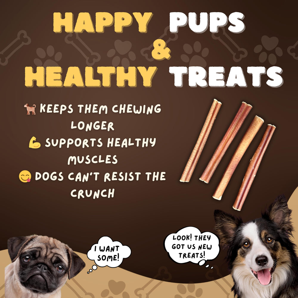 Woofley's bully sticks in a chew session for enrichment