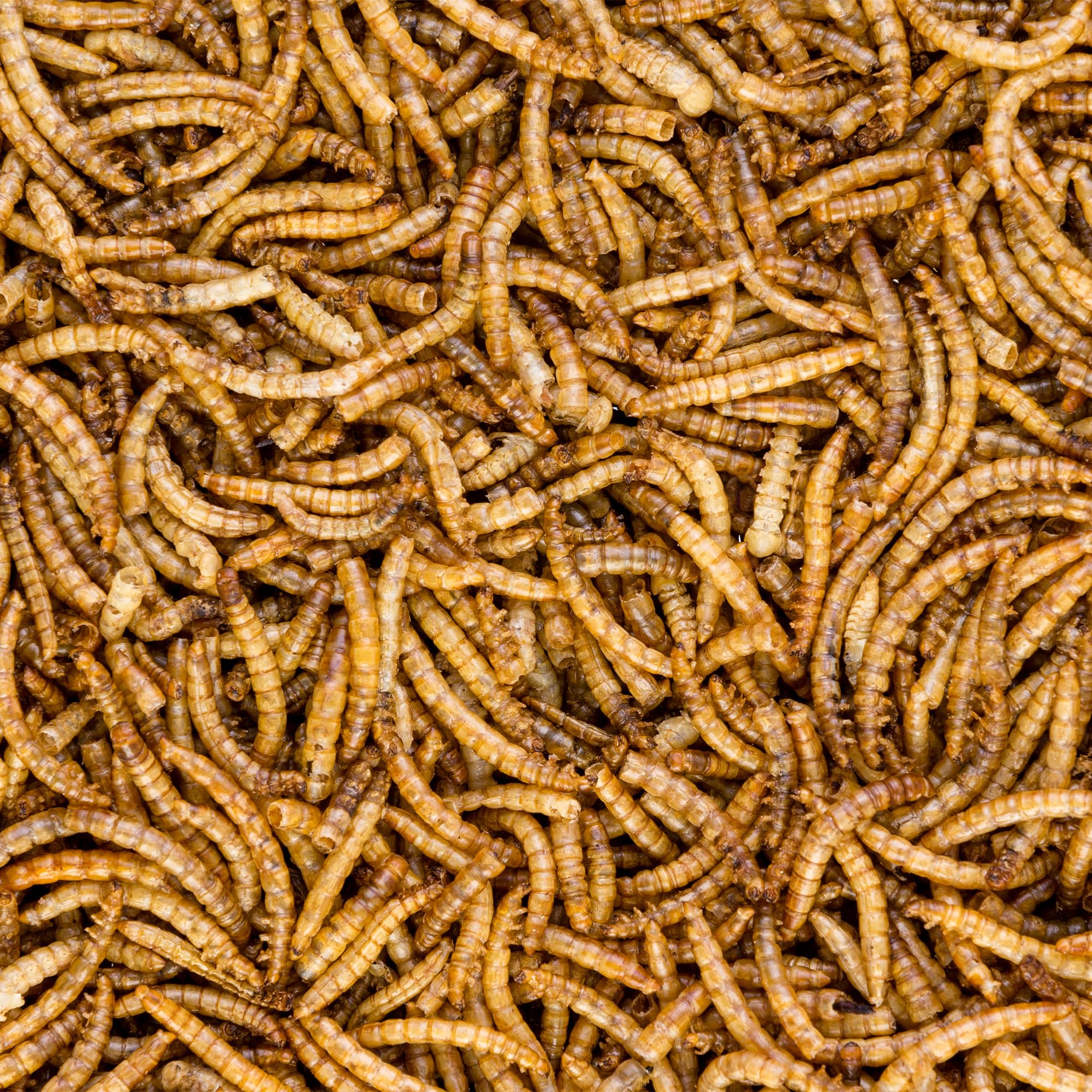 Close-up of Worm Nerd WN60 mealworms highlighting protein and fiber.